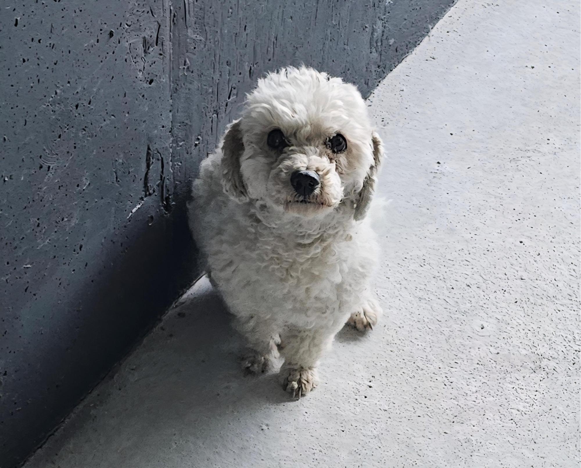 보호중 푸들의 가족…